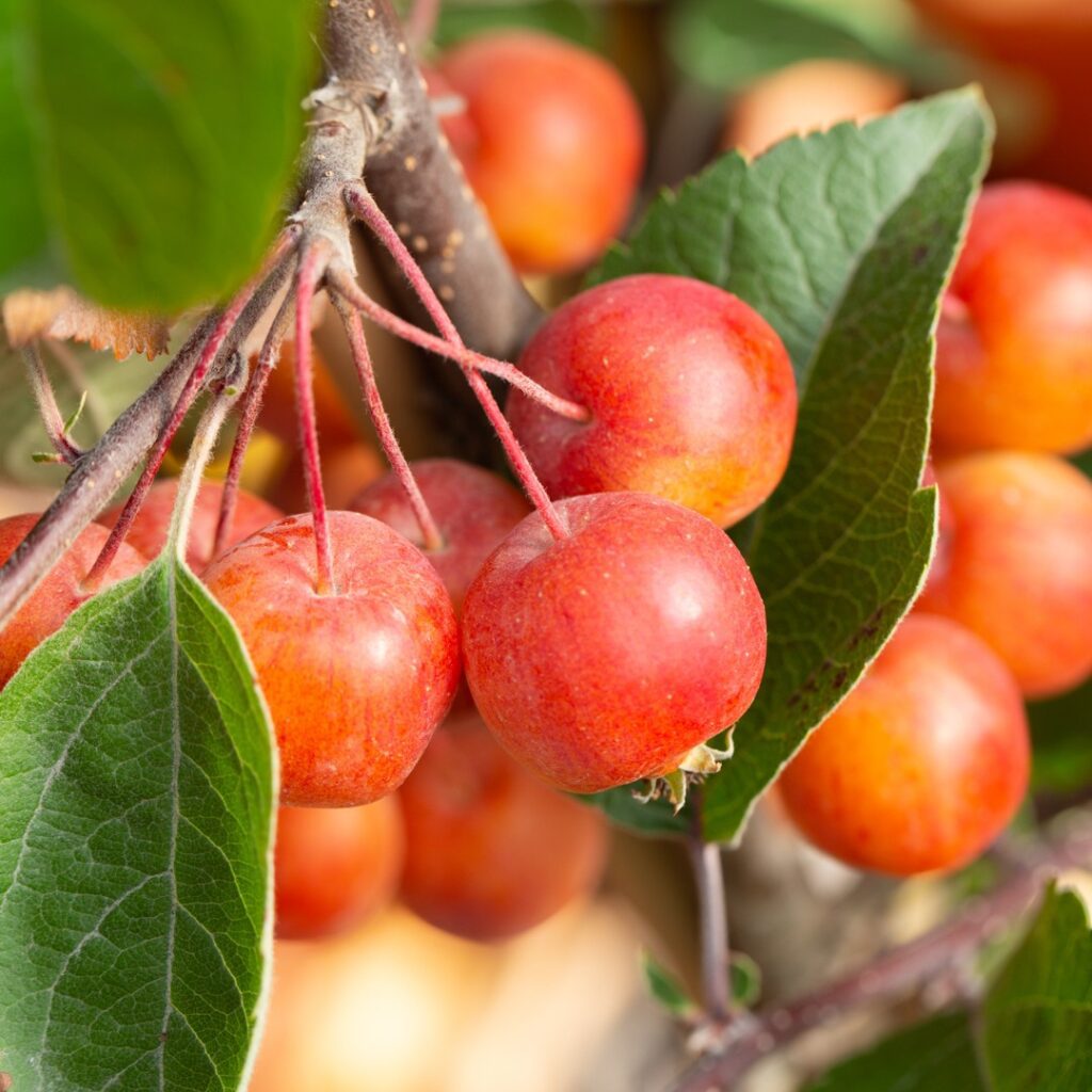 Malus ‘Evereste’ Crab Apple Tree 5038838003882 2